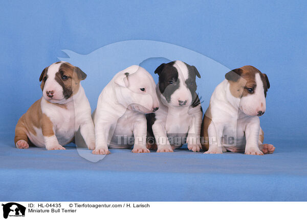 Miniatur Bullterrier / Miniature Bull Terrier / HL-04435
