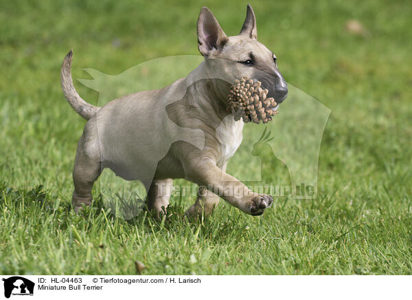 Miniatur Bullterrier / Miniature Bull Terrier / HL-04463