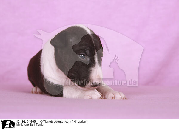 Miniatur Bullterrier / Miniature Bull Terrier / HL-04465