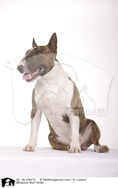 Miniatur Bullterrier / Miniature Bull Terrier / HL-04473
