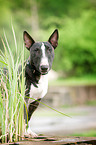Miniature Bullterrier Portrait