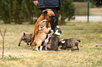 dogs