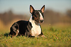 lying Miniature Bullterrier