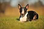 lying Miniature Bullterrier