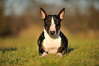 lying Miniature Bullterrier