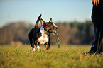 playing Miniature Bullterrier