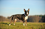 standing Miniature Bullterrier