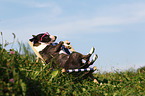 lying Miniature Bullterrier