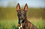 Miniature Bullterrier Portrait