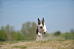 jumping Miniature Bullterrier
