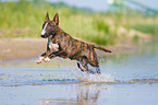 running Miniature Bull Terrier