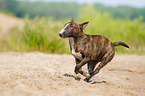 running Miniature Bull Terrier