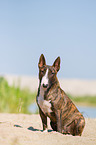 sitting Miniature Bull Terrier