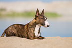 lying Miniature Bull Terrier