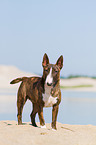 Miniature Bull Terrier