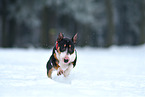 running Miniature Bull Terrier