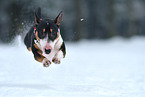 jumping Miniature Bull Terrier