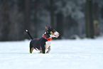 Miniature Bull Terrier