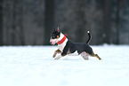 running Miniature Bull Terrier