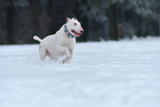running Miniature Bull Terrier