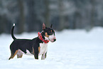 Miniature Bull Terrier