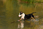 running Miniature Bull Terrier