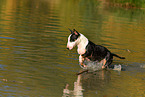 running Miniature Bull Terrier
