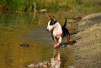 running Miniature Bull Terrier