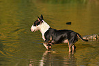 bathing Miniature Bull Terrier
