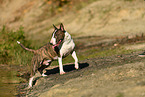 walking Miniature Bull Terrier