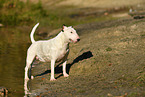 Miniature Bull Terrier