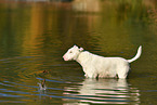 bathing Miniature Bull Terrier