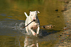 playing Miniature Bull Terrier