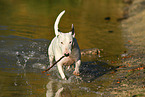 playing Miniature Bull Terrier