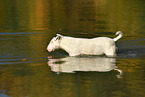 bathing Miniature Bull Terrier