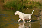 walking Miniature Bull Terrier
