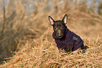 Miniature Bull Terrier puppy