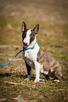 sitting Miniature Bull Terrier