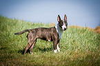 Miniature Bull Terrier