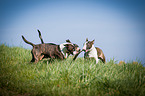 Miniature Bull Terrier