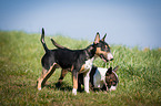 Miniature Bull Terrier