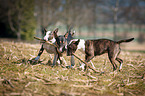 Miniature Bull Terrier