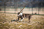 Miniature Bull Terrier