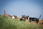 Miniature Bull Terrier