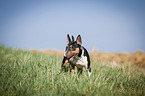 Miniature Bull Terrier