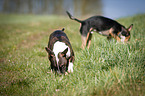 Miniature Bull Terrier