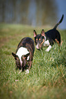 Miniature Bull Terrier