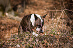 Miniature Bull Terrier