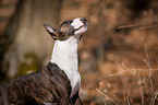 Miniature Bull Terrier Portrait