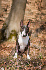Miniature Bull Terrier